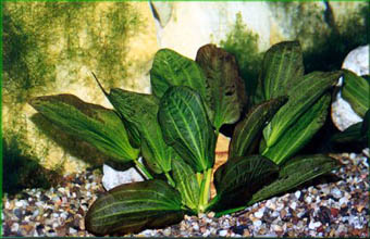 Echinodorus Panagabri
